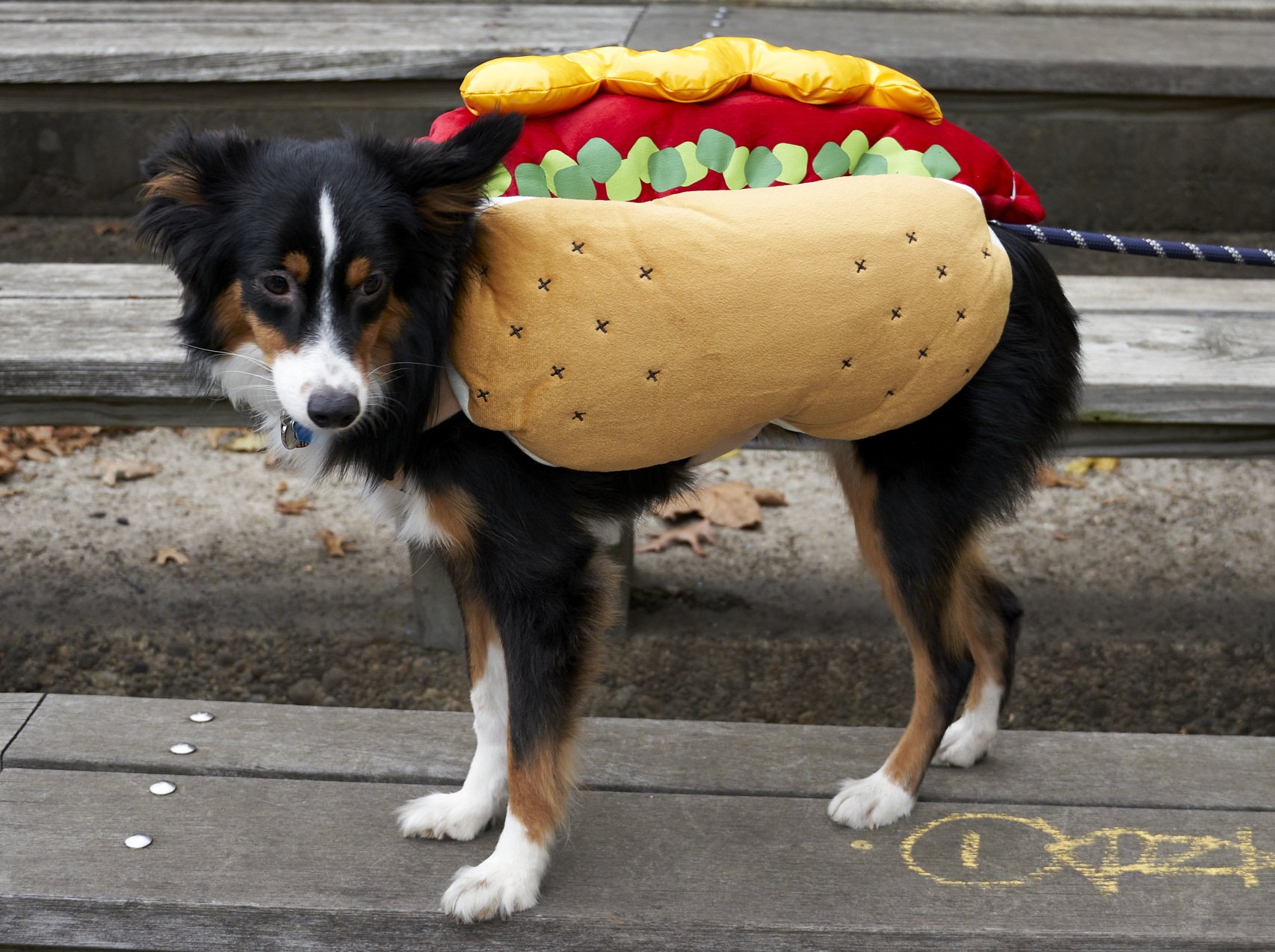 Halloween Dog Parade