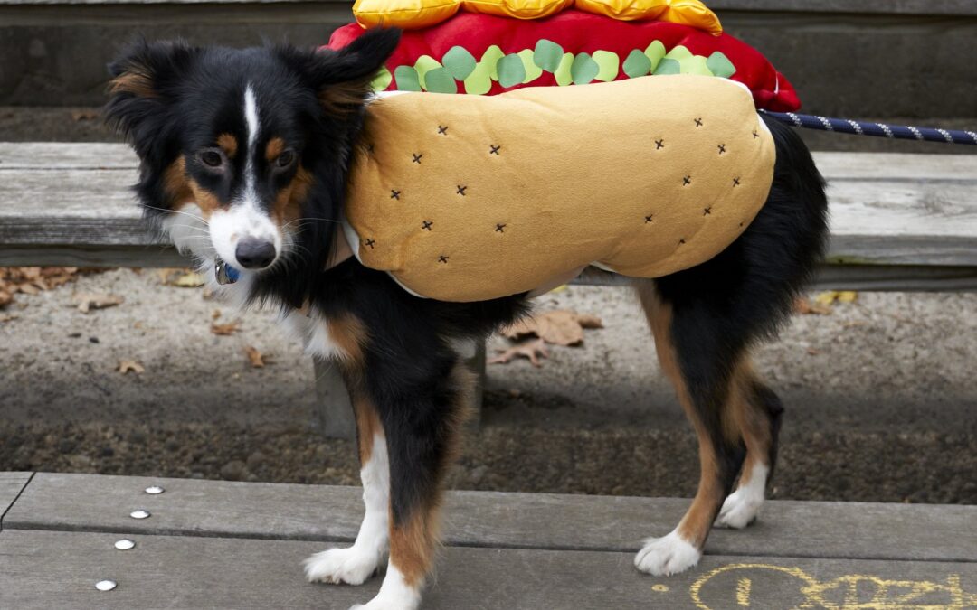 Todo listo para el Desfile de Perros de Halloween este 19 de octubre