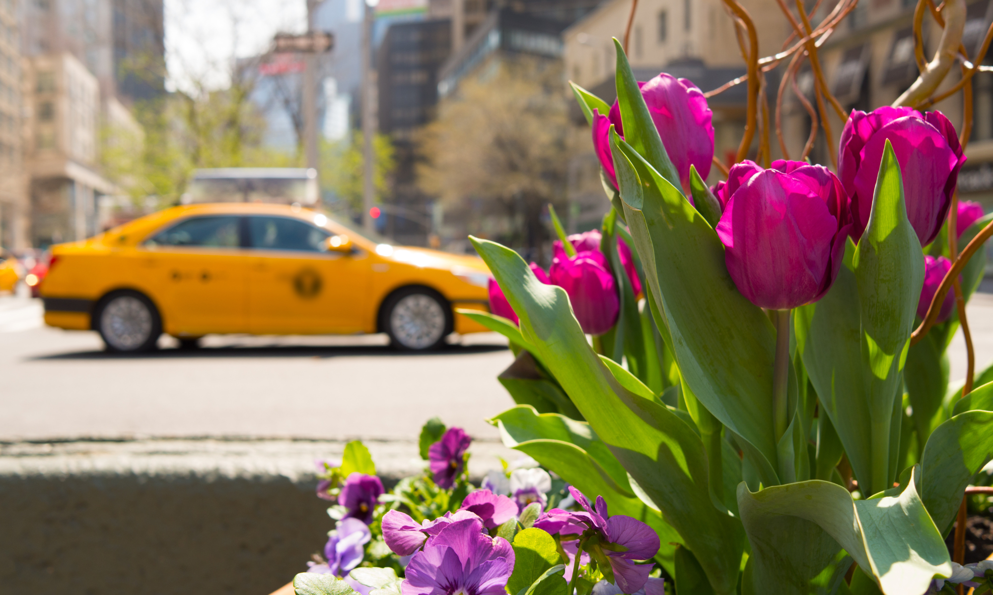 pronósticos del tiempo en Nueva York