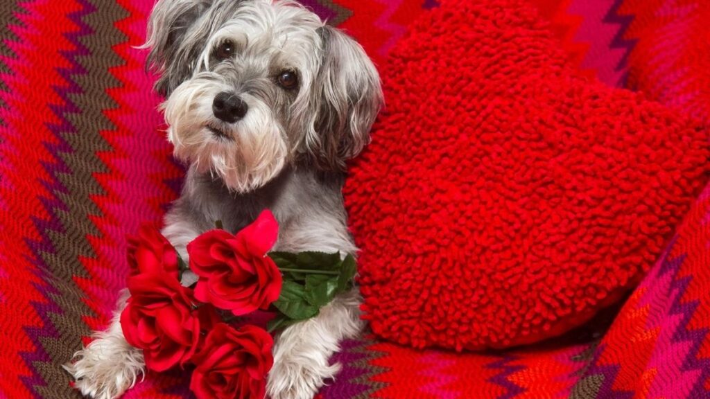 hogar temporal para mascotas