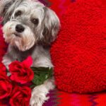 ¿Sin planes para San Valentín? Pasarlo con una mascota adoptable podría ser el mejor plan