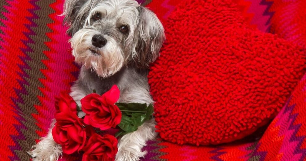 hogar temporal para mascotas