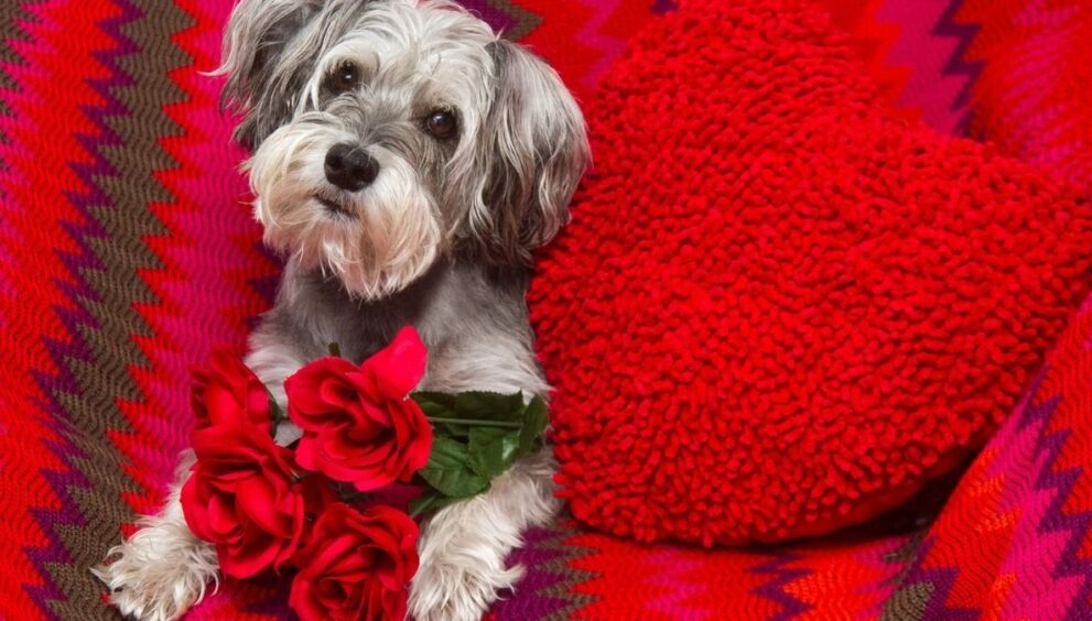 hogar temporal para mascotas